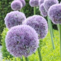 Allium ROUND AND PURPLE