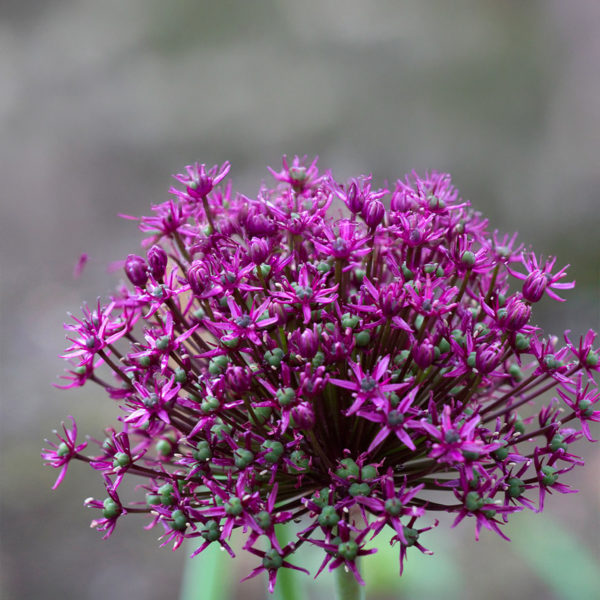 Allium MIAMI