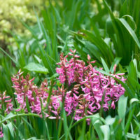 Hyacinthus o. multiflora PINK PEARL