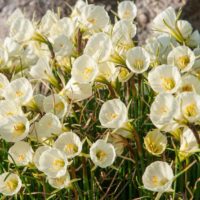 Narcissus - Div. 10 (bulbocodium) MARY POPPINS 10 Y-Y