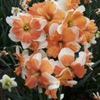 Narcissus - Div. 11a (splitcorona) ELECTRUS 11a W-GPP