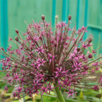 Allium TOABAGO