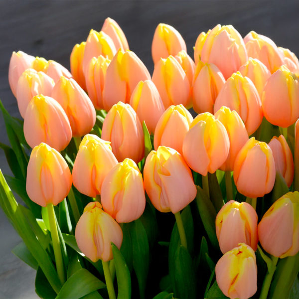 Tulipa - Gruppo 03 (trionfo) MANGO CHARM