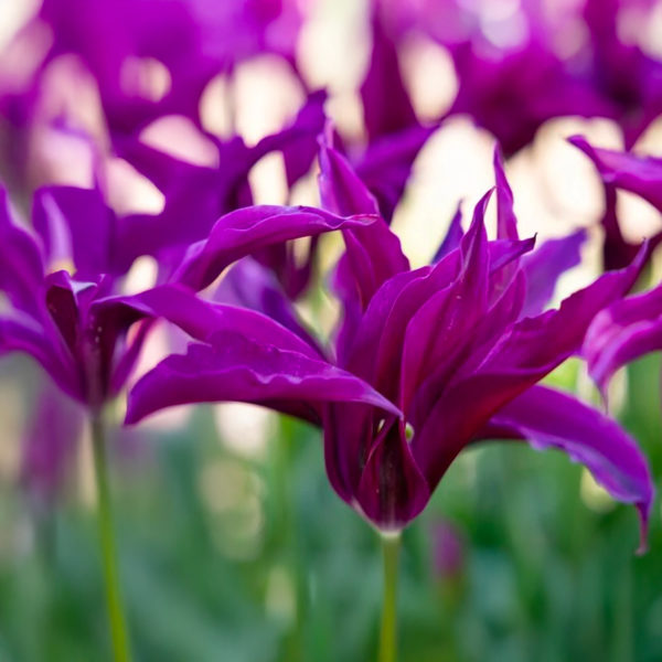Tulipa - Gruppo 06 (liliumformis) PURPLE DOLL