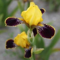 Iris germanica BUMBLEBEE DEELITE (A)