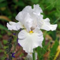 Iris germanica WHITE KNIGHT