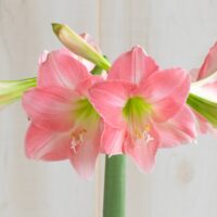 Hippeastrum (Gr.01 Galaxy) REBECCA
