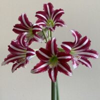 Hippeastrum (Gr.09 Trumpet) SANTIAGO