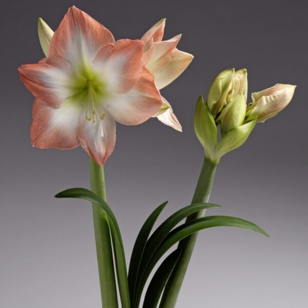 Hippeastrum (Gr.01 Galaxy) SHINE DREAM