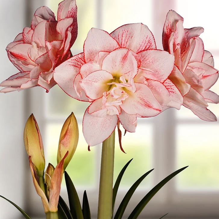 Hippeastrum (Gr.04 Double Galaxy) STRIPED AMADEUS