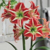 Hippeastrum (Gr.01 Galaxy) OCEAN DRIVE (rustico)