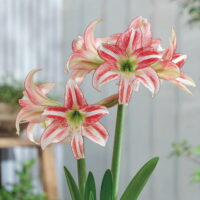 Hippeastrum (Gr.09 Trumpet) STRAWBERRY ICE (rustico)