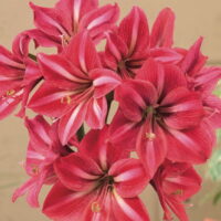 Hippeastrum (Gr.01 Galaxy) CANDY STAR (rustico)