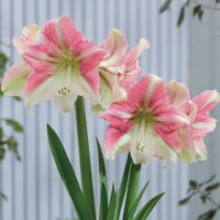 Hippeastrum (Gr.01 Galaxy) DUET CANDY (rustico)