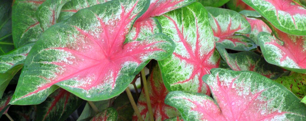 Caladium SUMMER ROSE