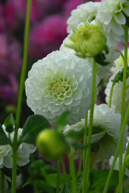 Dahlia (DALIA pompon) WHITE ASTER