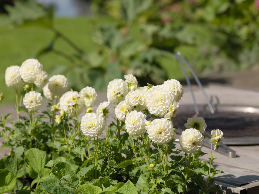 Dahlia (DALIA pompon) WHITE ASTER