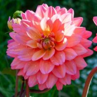 Dahlia (DALIA decorativa) GREAT SILENCE