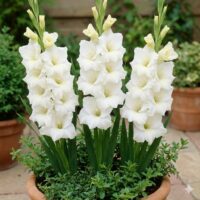 Gladiolus (GLADIOLI) GLADDIES 'Blondy'