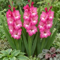 Gladiolus (GLADIOLI) GLADDIES 'Lizzy'