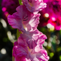 Gladiolus (GLADIOLI alti) MAGENTA PRINCESS