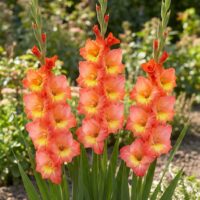 Gladiolus (GLADIOLI alti) OLYMPIC FLAME
