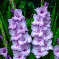 Gladiolus (GLADIOLI alti) BLUE TROPIC