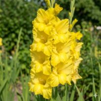 Gladiolus (GLADIOLI alti) BANANARAMA