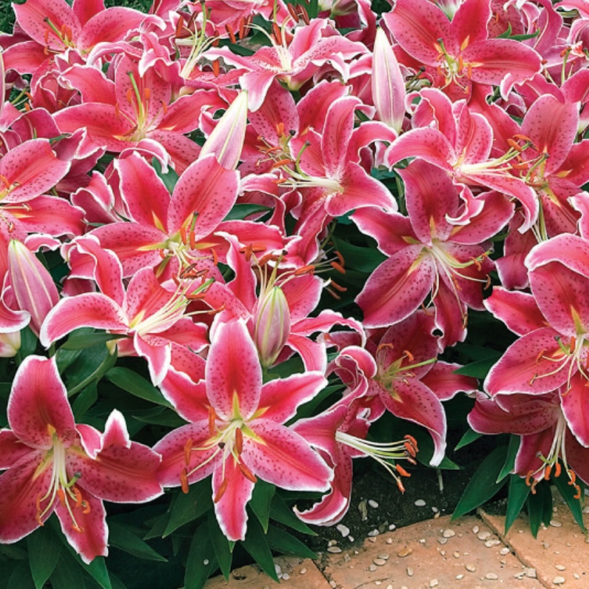 Lilium (GIGLI orientali) LITTLE MARBLE