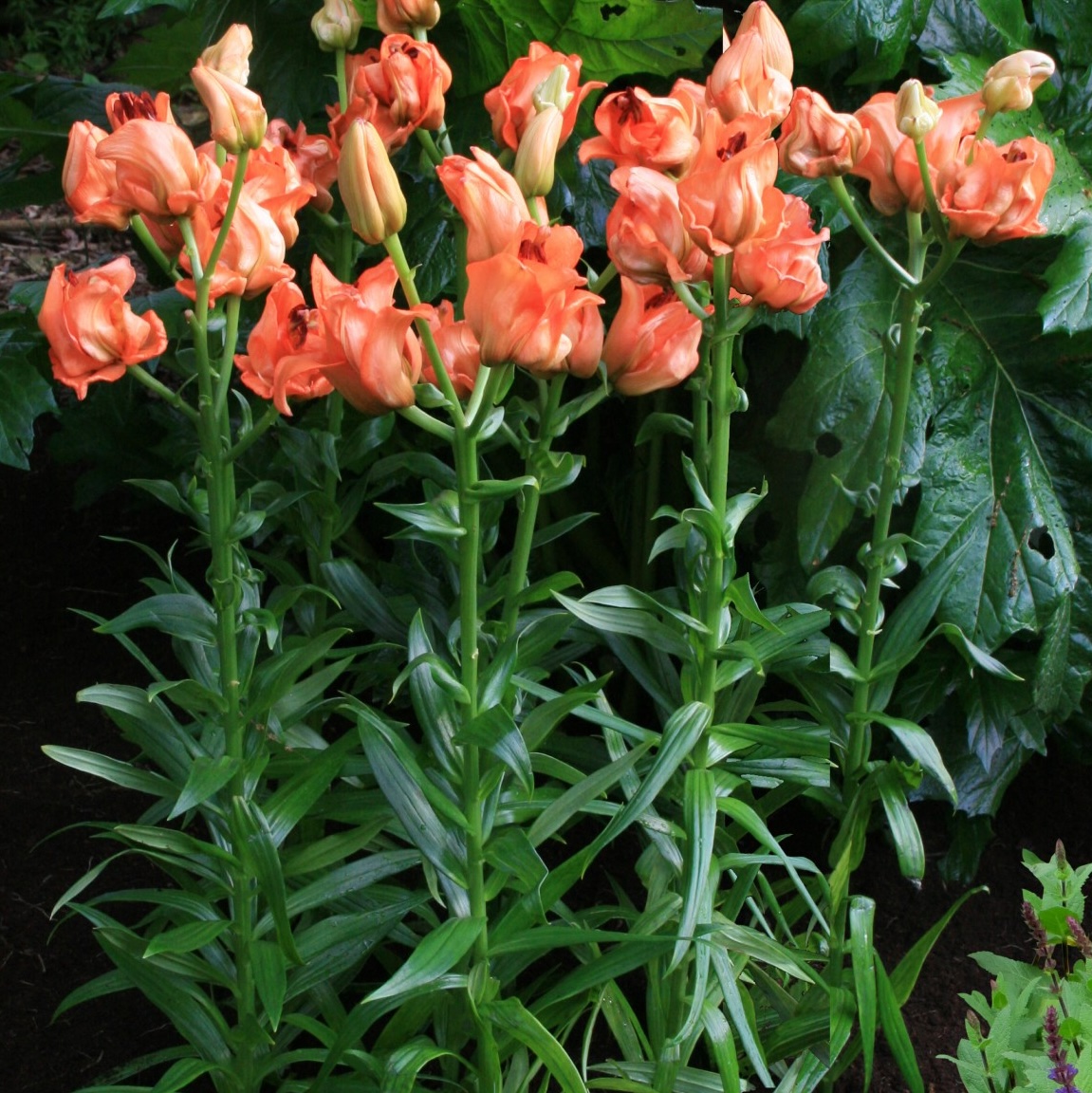 Lilium (GIGLI nuovi ibridi) TINTORETTO