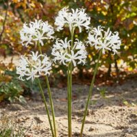 Nerine bowdenii LIKE A VIRGIN