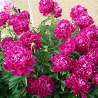 Paeonia (PEONIE) SEBASTIAN MAAS