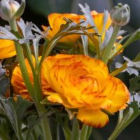 Ranunculus (RANUNCOLI) asiaticus PICOTEE ORANGE (P)