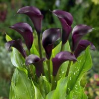 Zantedeschia (CALLA) NIGHT CLUB