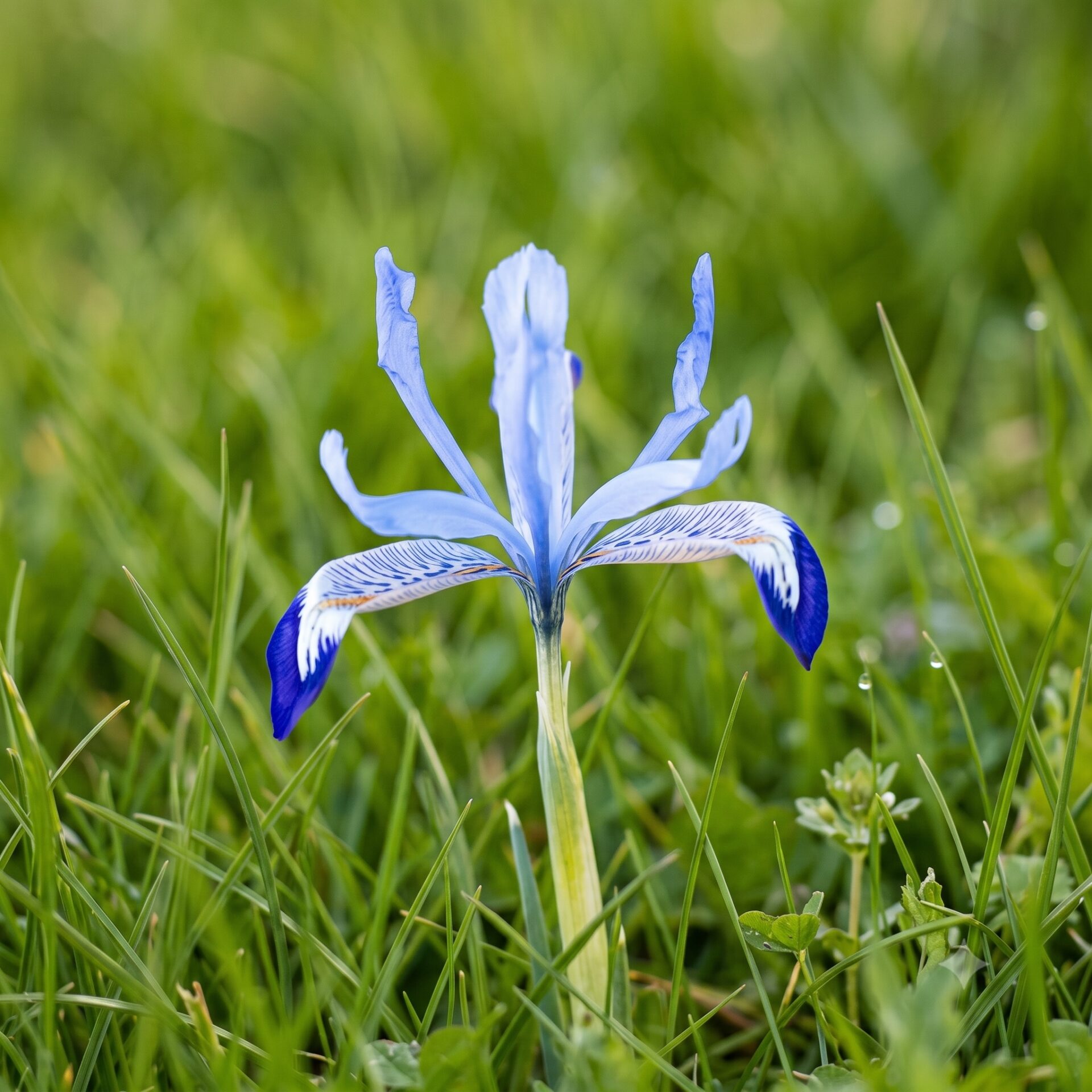 Iris reticulata 'Clairette'