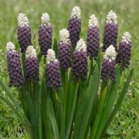 Muscari latifolium 'Grape Ice' ®