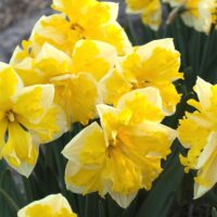 Narcissus - Div. 11a (splitcorona) BANANA SPLASH 11 W-Y