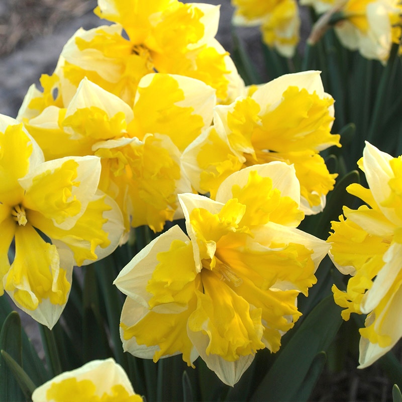 Narcissus - Div. 11a (splitcorona) BANANA SPLASH 11 W-Y