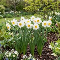 Narcissus - Div. 03 (parvocoronati) GOOSE GREEN 3 W-GYR