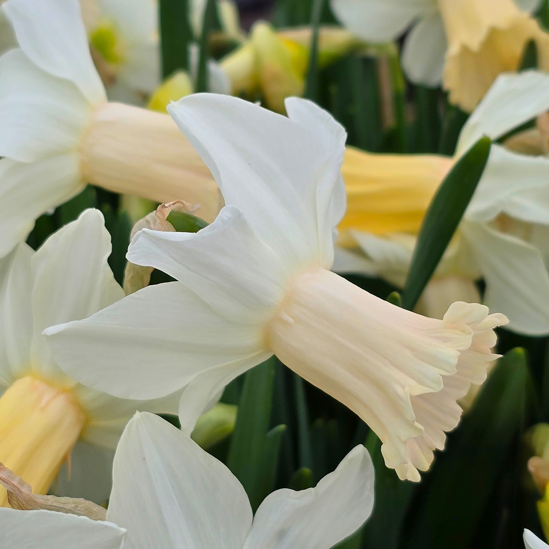 Narcissus - Div. 06 (ciclaminei) LADY MADONNA 2 W-W ®