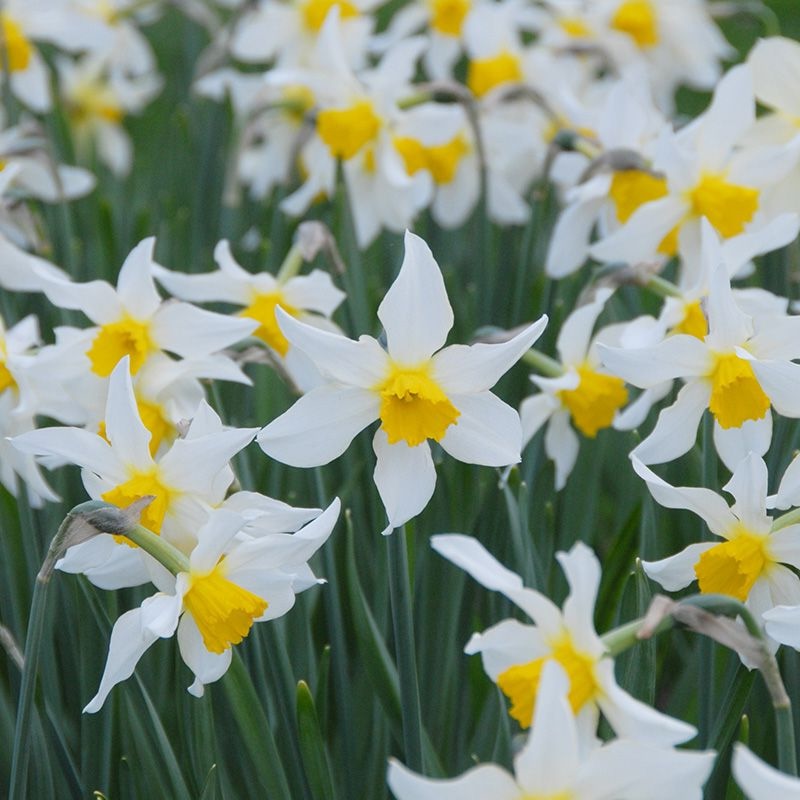 Narcissus - Div. 02 (mediocoronati) MRS LANGTRY 2 W-Y