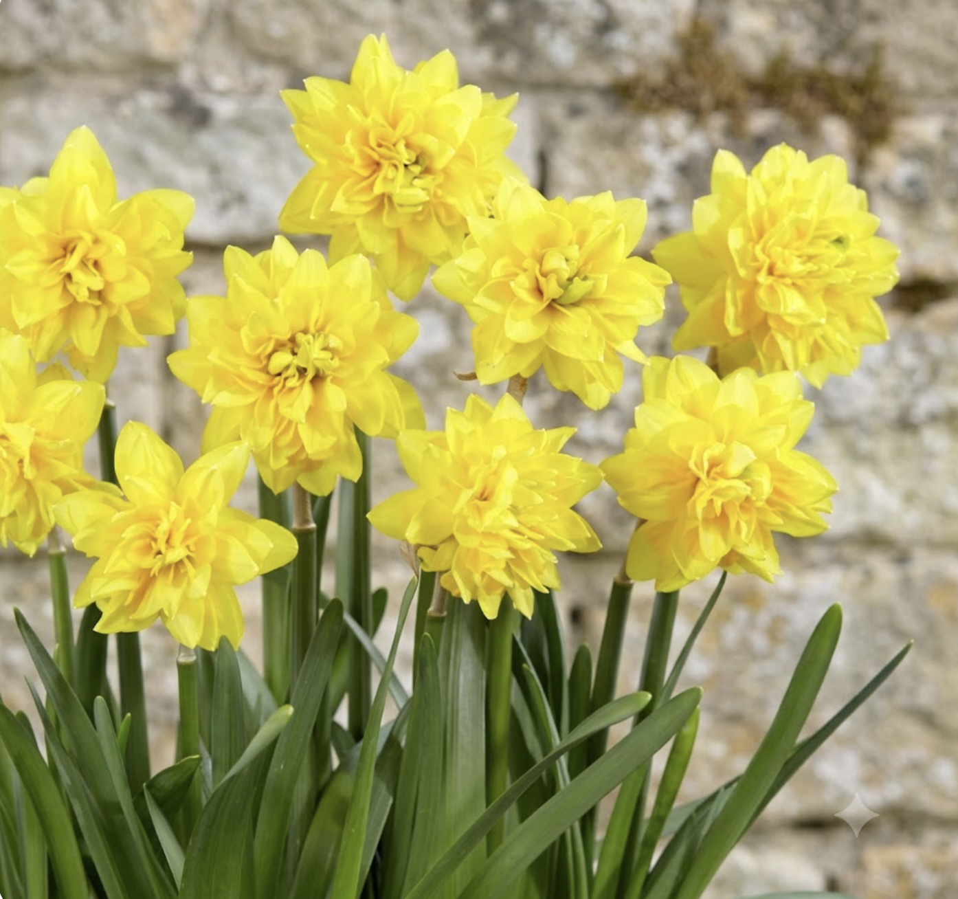 Narcissus - Div. 04 (doppi) 'Tete Deluxe' ®