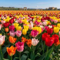 Tulipa - Gruppo 13 (fosteriane) MIX • perfetti per la naturalizzazione