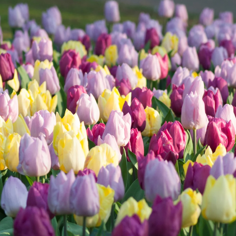 Tulipa - Gruppo 01 (precoci semplici) MIX