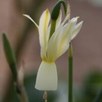 Narcissus - Div. 13 (specie) triandrus (raro)