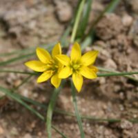 Nothoscordum montevidense (raro)