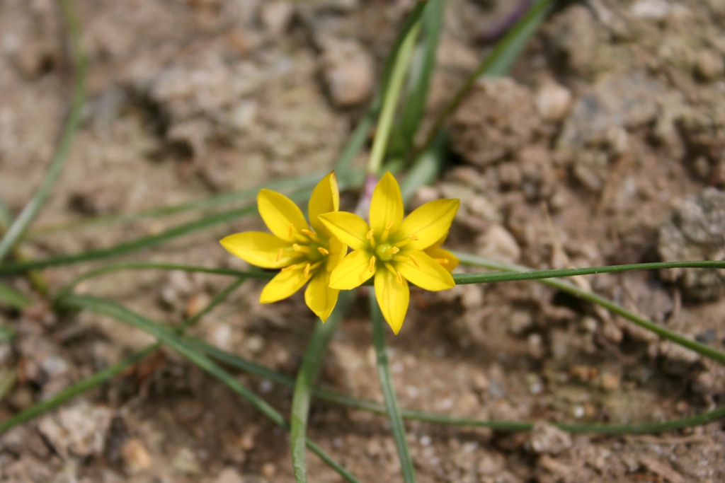 Nothoscordum montevidense (raro)