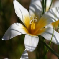 Romulea