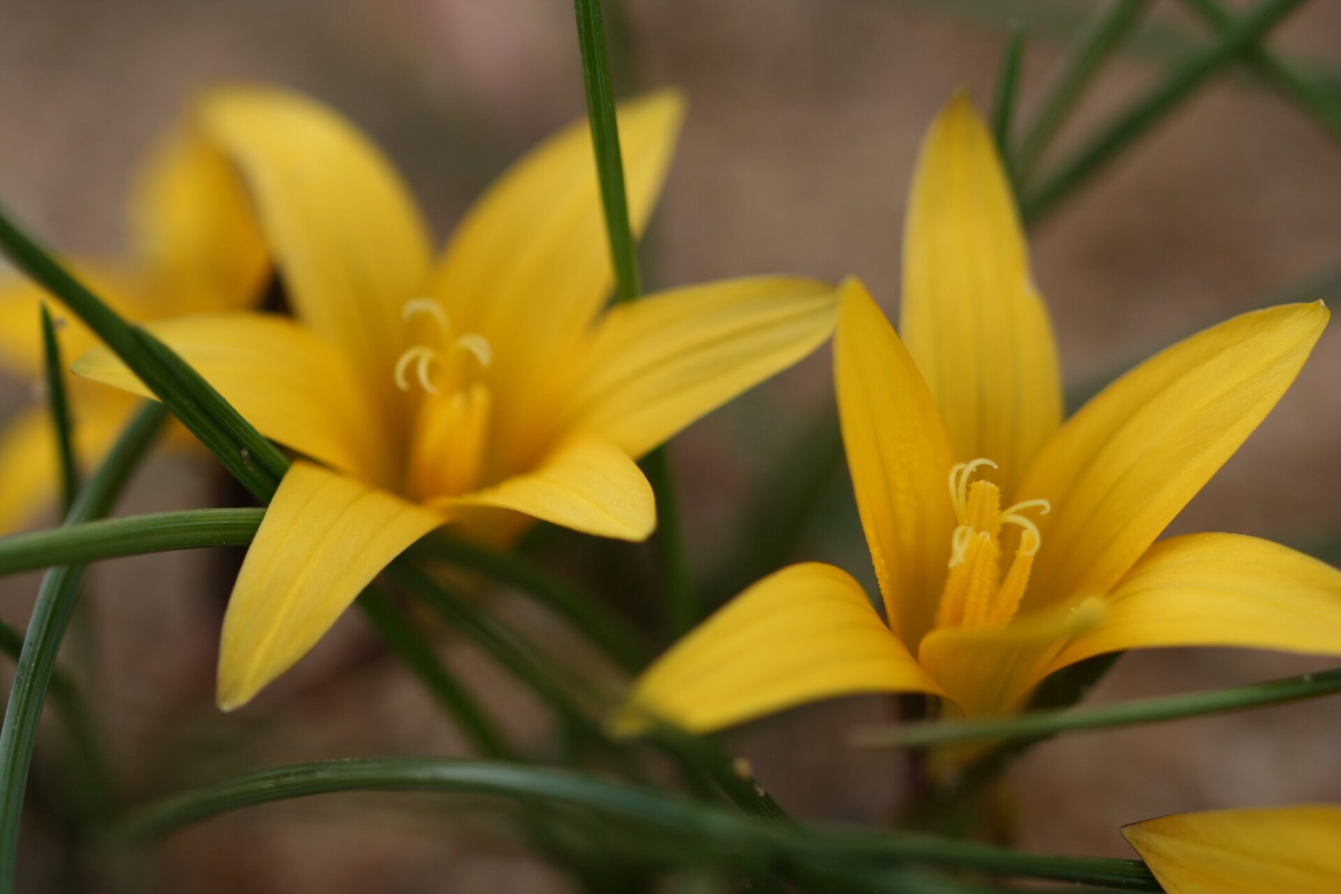 Romulea crocea (rara)