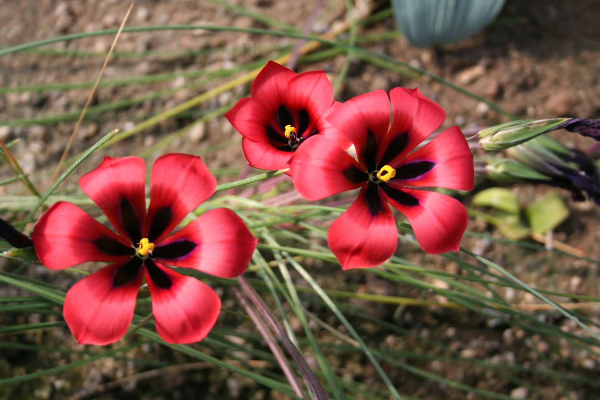 Romulea monadelpha (rara)